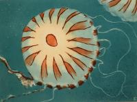 Compass Jellyfish by Louise Scammell